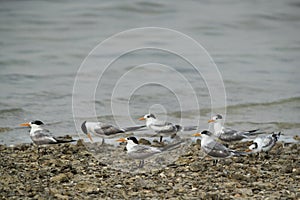 Greater Crested Terns perched near busaiteen sea, Bahrain