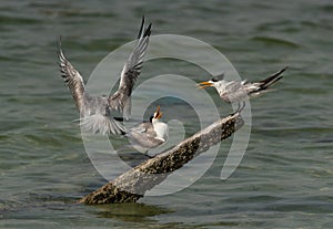 Greater Crested Terns trying to occupy space on a wooden log at Busaiteen coast, Bahrain