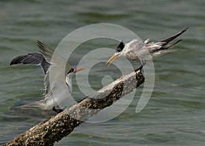 Greater Crested Terns on a wooden log at Busaiteen coast, Bahrain