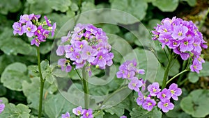 Greater Cuckooflower Cardamine raphanifolia flowering plants