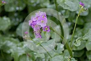 Greater Cuckooflower Cardamine raphanifolia lilac flowers