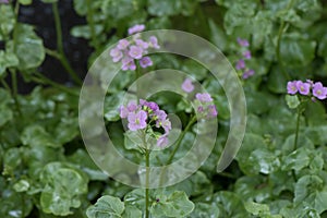 Greater Cuckooflower Cardamine raphanifolia plants beside a stream