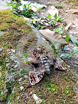 The greater death`s head hawkmoth or bee robber Acherontia lachesis staying on the ground