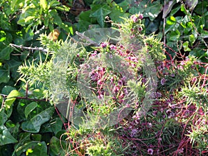 The greater dodder or European dodder Cuscuta europaea a parasitic plant blooms in July on the coast of Falmouth Cornwall photo