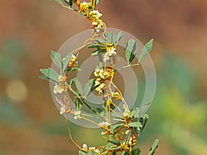 Cuscuta, dodder, parasitic plant on alfalfa photo