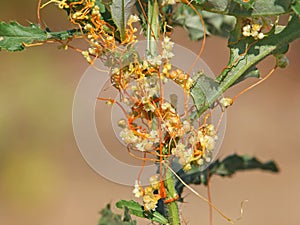 The greater dodder or European dodder, parasitic plant. Cuscuta europaea