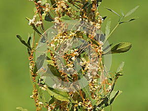 The greater dodder or European dodder, parasitic plant. Cuscuta europaea