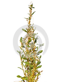 The greater dodder or European dodder, parasitic plant, isolated on white, Cuscuta europaea