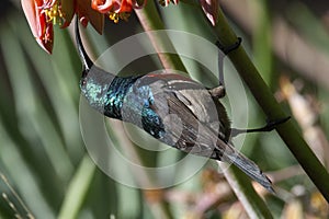 Greater double-collared male sunbird (Cinnyrs afer)