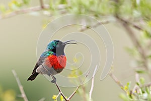 Greater Double-collared Sunbird (Cinnyris afer)