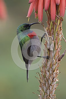 Greater double-collared sunbird (Cinnyris afer)