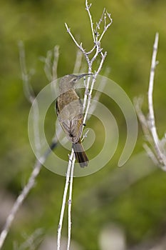 Greater Double-Collared Sunbird, nectarinia afra, Female standing on Branch, South Africa