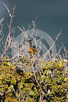 Greater Double-Collared Sunbird, nectarinia afra, Male standing on Branch, South Africa