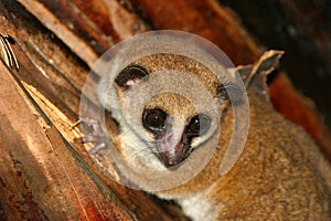 Greater dwarf lemur photo
