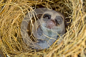 Greater Dwarf Lemur photo