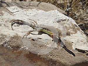 Greater Earless Lizard