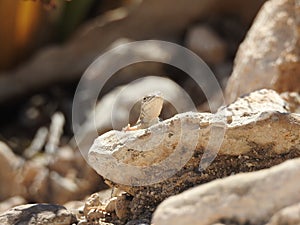 Greater Earless Lizard