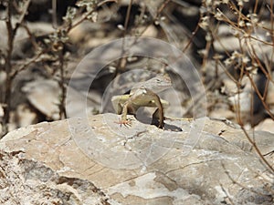 Greater Earless Lizard