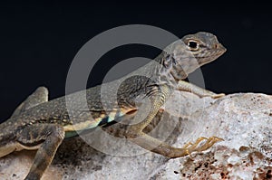 Greater earless lizard