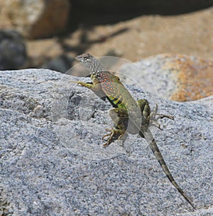 Greater Earless Lizard