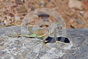 Greater Earless Lizard Basking