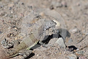 Greater Earless Lizard Profile