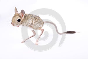 Greater Egyptian jerboa, Jaculus orientalis