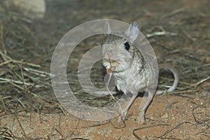 Greater egyptian jerboa