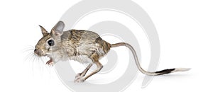 Greater Egyptian Jerboa on white background