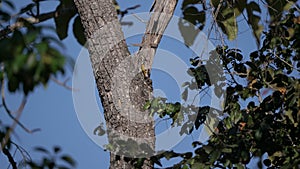 Greater Flameback rare birds in Thailand.