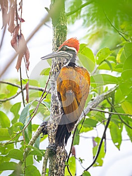 Greater Flameback woodpecker Chrysocolaptes guttacristatus at Kaeng Krachan National Park