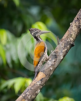 Greater flameback Woodpecker - female