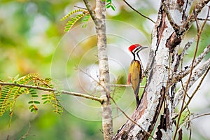 Greater Flameback woodpeckers male greenbackground in nature