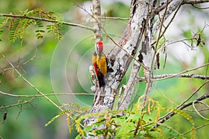 Greater Flameback woodpeckers male greenbackground in nature photo