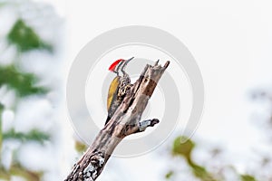 Greater Flameback woodpeckers male greenbackground in nature photo