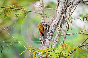 Greater Flameback woodpeckers male greenbackground in nature photo