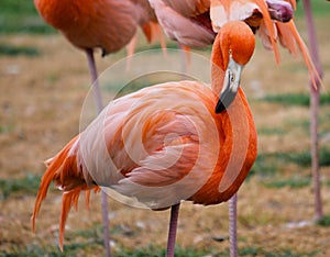 Greater flamenco, bird photo