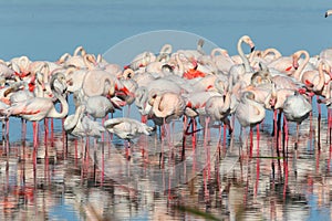 Greater Flamingo photo