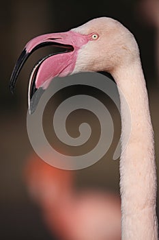 Greater flamingo photo