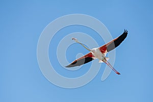 Greater flamingo