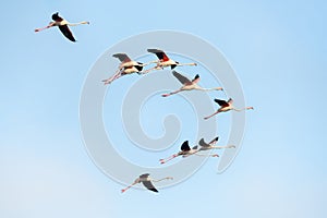 Greater flamingo