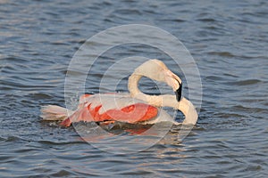 Greater Flamingo