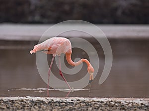 Greater Flamingo photo