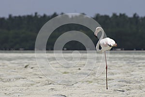 Greater flamingo photo