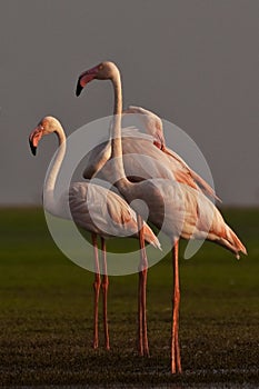 Greater flamingo