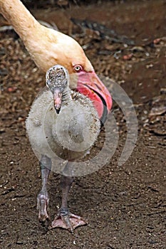 Greater Flamingo Baby