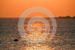 Greater Flamingo with the backdrop of Shrine of Shaikh Ebrahim, Bahrain photo