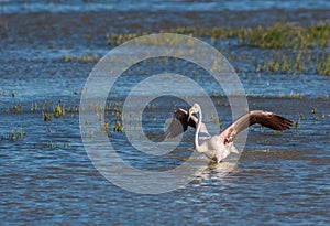 Greater Flamingo bathing