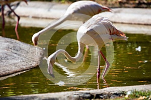 Greater flamingo. Bird and birds. Water world and fauna. Wildlife and zoology