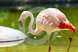 Greater flamingo. Bird and birds. Water world and fauna. Wildlife and zoology.